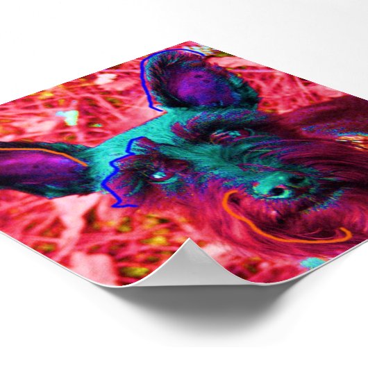 Poster Abby le Schnauzer (Coin)