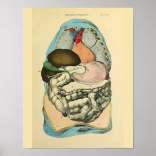 Poster Abdominal Organs Human Anatomy Art Print