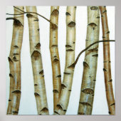 Poster Abedules Blancos (Devant)