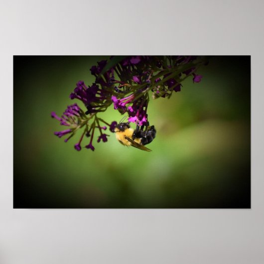 Poster Abee, (Devant)