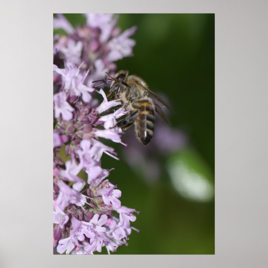 Poster Abee (Devant)