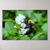 Poster Abee, (Devant)