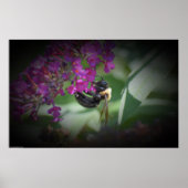 Poster Abee, (Devant)