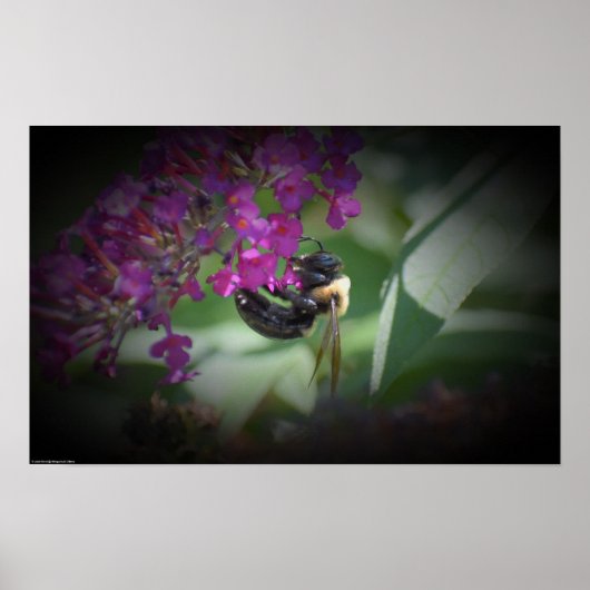 Poster Abee, (Devant)