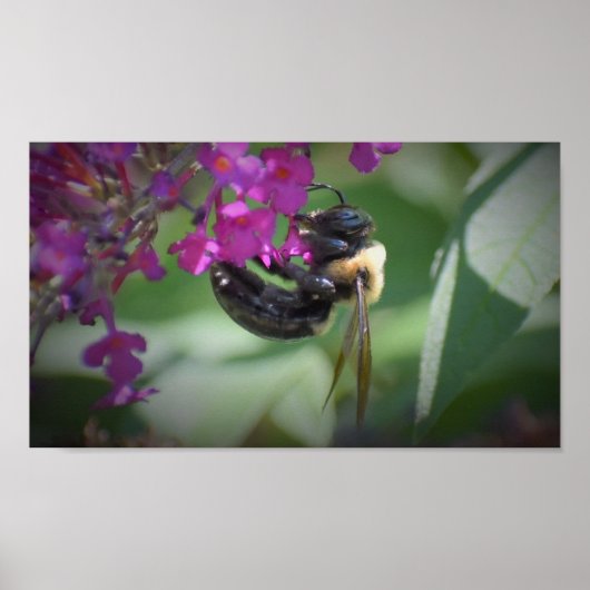 Poster Abee, (Devant)