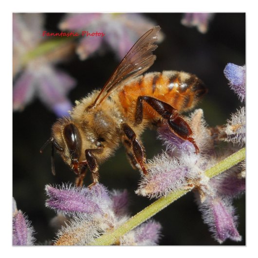 Poster Abeille (Devant)