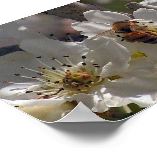 Poster abeille (Coin)