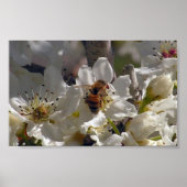 Poster abeille (Devant)