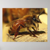 Poster abeille (Devant)