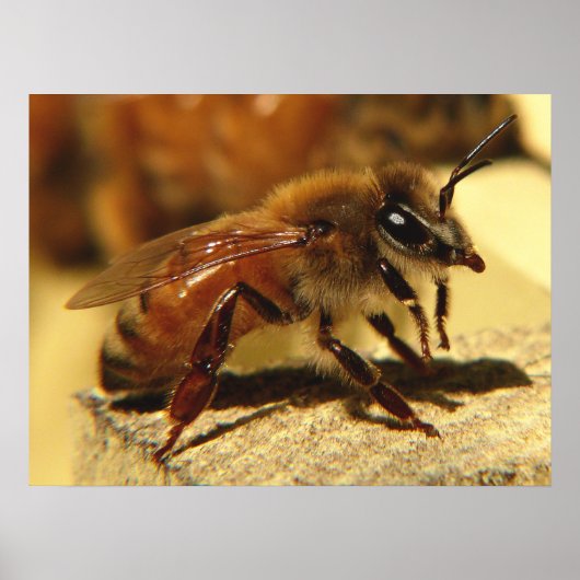 Poster abeille (Devant)