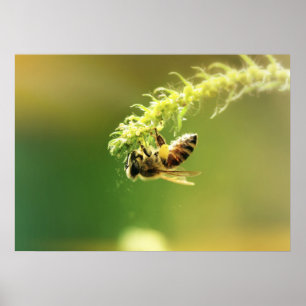 Poster Abeille