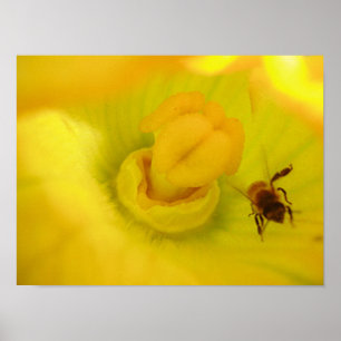 Poster Abeille à la fleur de courgette jaune petit
