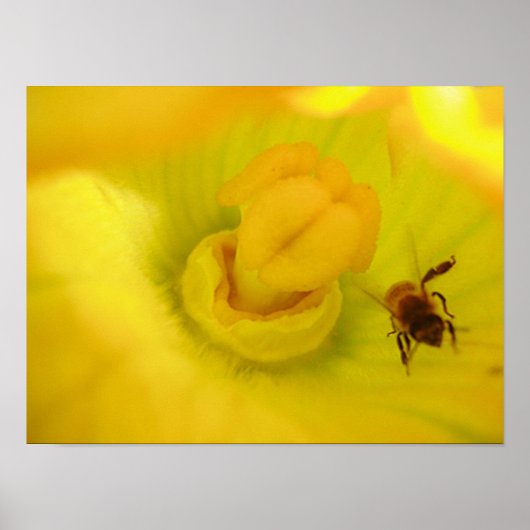 Poster Abeille à la fleur de courgette jaune petit (Devant)