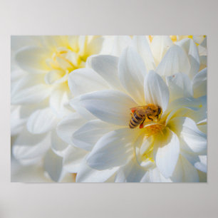 Poster Abeille à miel sur un Dahlia