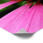 Poster Abeille affairée sur une Echinacea pourpre (Coin)