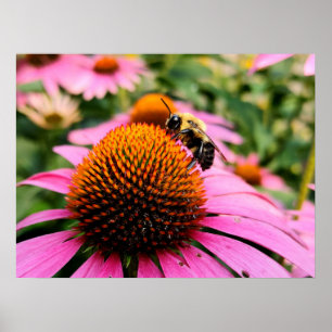 Poster Abeille affairée sur une Echinacea pourpre