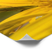 Poster Abeille africaine de miel avec Sacs de pollen nour (Coin)