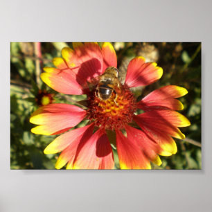 Poster Abeille assise sur un noyau de fleur gaillardia