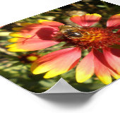 Poster Abeille assise sur un noyau de fleur gaillardia (Coin)