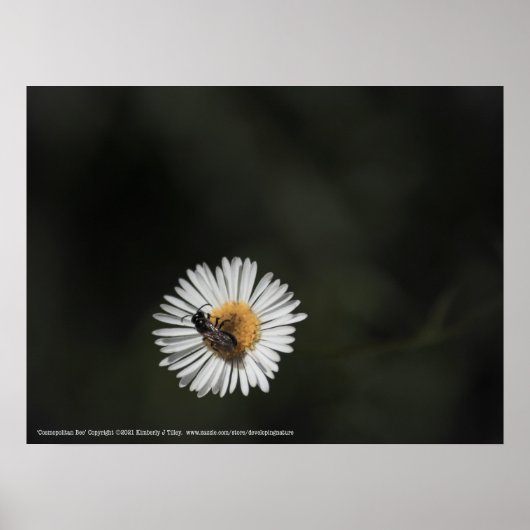 Poster Abeille cosmopolite (Devant)