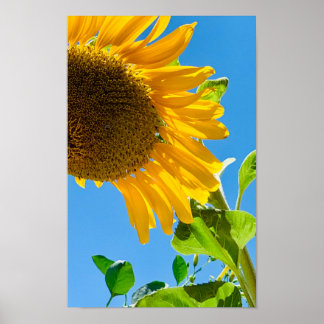 Poster Abeille dans le tournesol