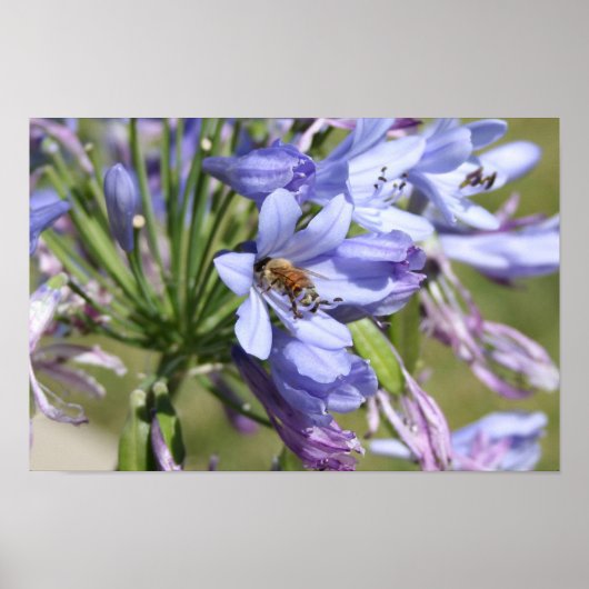 Poster Abeille dans une fleur graphiques Screwball (Devant)