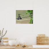 Poster Abeille de colibri et de miel (Cuisine)