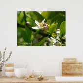 Poster Abeille de fleur de citron (2) (Cuisine)
