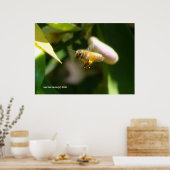 Poster Abeille de fleur de citron (5) (Cuisine)
