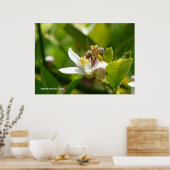 Poster Abeille de fleurs de citron (3) (Cuisine)