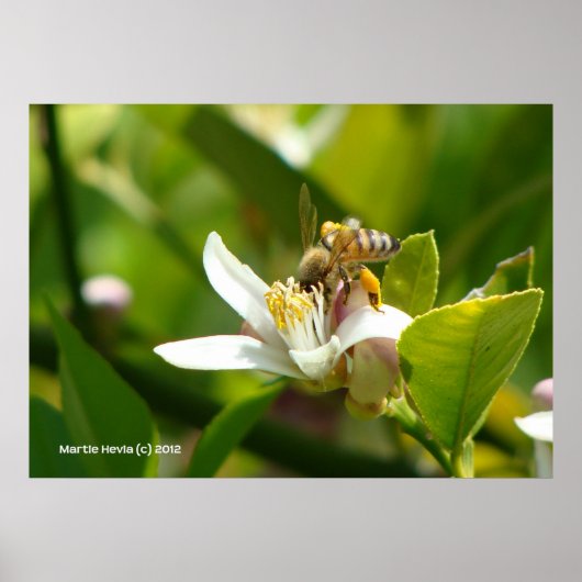 Poster Abeille de fleurs de citron (3) (Devant)