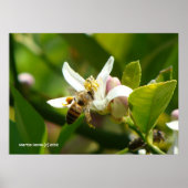 Poster Abeille de fleurs de citron (3) (Devant)
