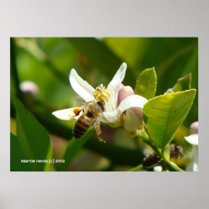 Poster Abeille de fleurs de citron (3)