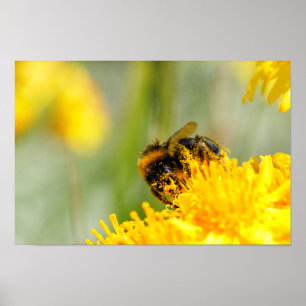 Poster Abeille de miel et pollen