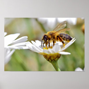 Poster Abeille de miel se nourrissant de fleur d'anthème
