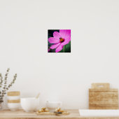 Poster Abeille De Miel Sur Fleur De Cosmos Rose (Cuisine)