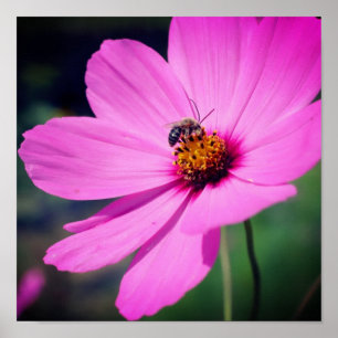 Poster Abeille De Miel Sur Fleur De Cosmos Rose