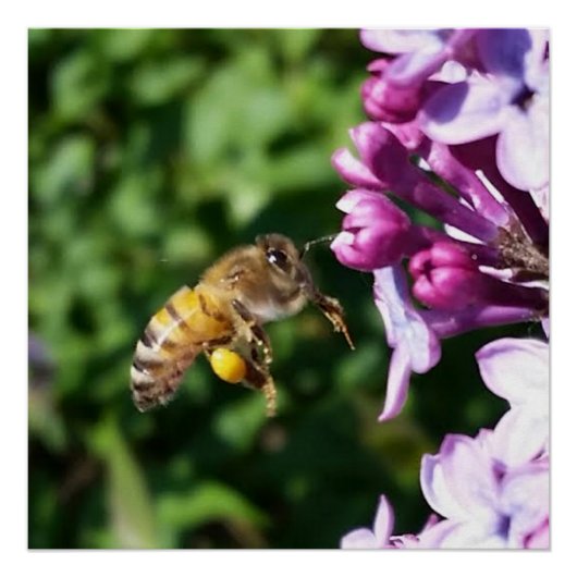 Poster Abeille de miel sur Lilacs violets (Devant)