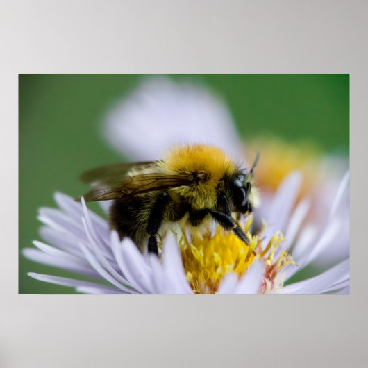 Poster Abeille de miel sur une fleur blanche (Devant)