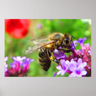 Poster Abeille de miel sur Verbena