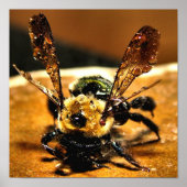 Poster Abeille d'or (Devant)