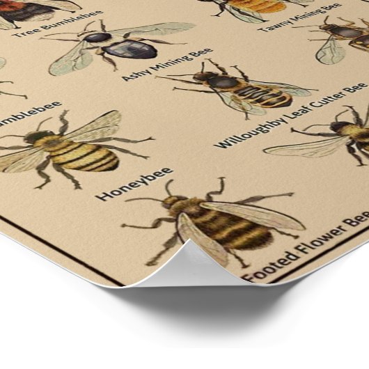 Poster Abeille éducative vintage (Coin)