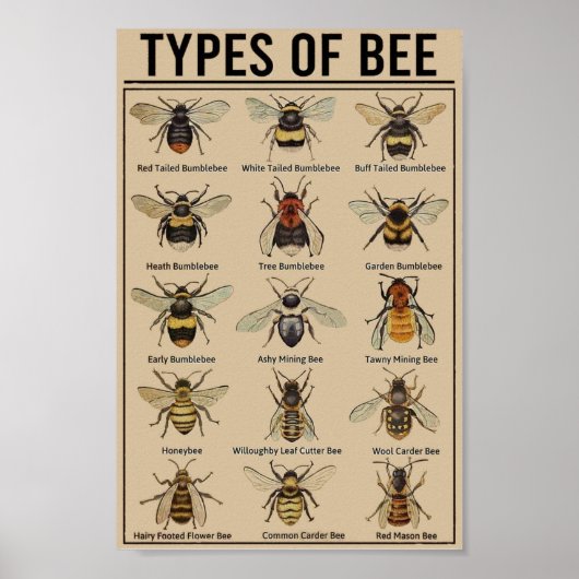 Poster Abeille éducative vintage (Devant)