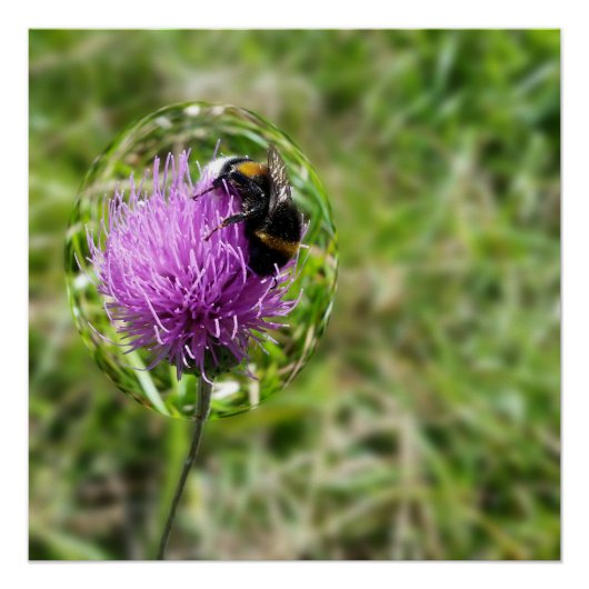 Poster Abeille en bulle (Devant)
