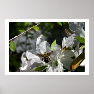 Poster Abeille en ruines