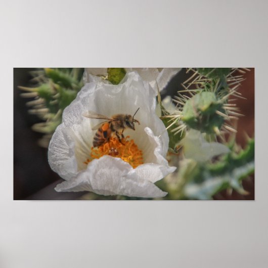 Poster abeille endormie (Devant)