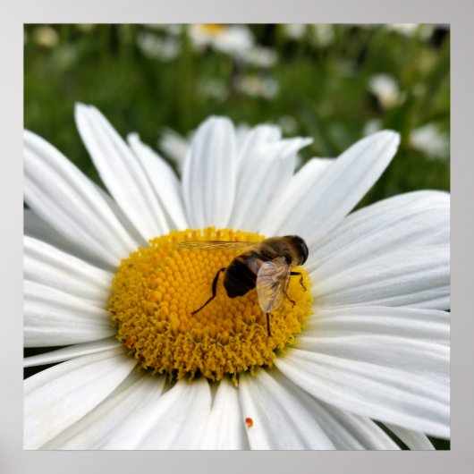 Poster abeille et marguerite (Devant)