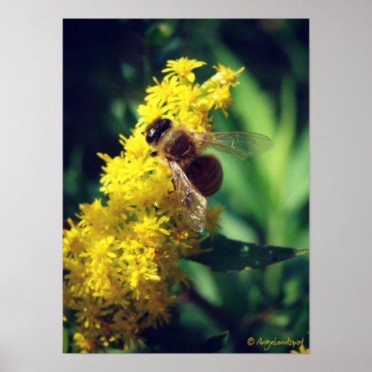 Poster Abeille et verge d'or (Devant)