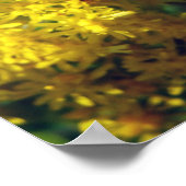 Poster Abeille et verge d'or (Coin)