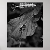 Poster Abeille glissante (Devant)